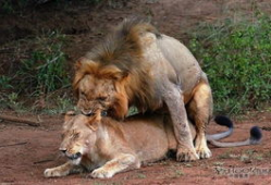 狮子交配视频,揭秘交配过程